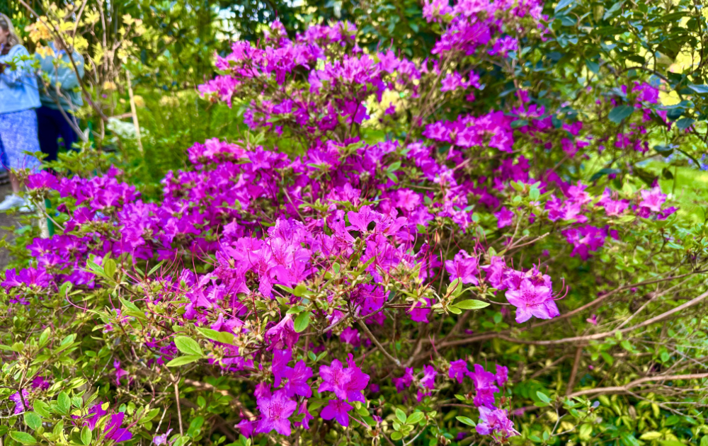 Colorful flower garden in Claude Monet’s gardens in Giverny, Normandy.