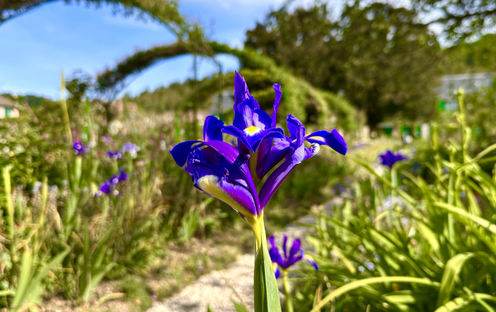 Colorful flowers in Claude Monet’s gardens in Giverny.