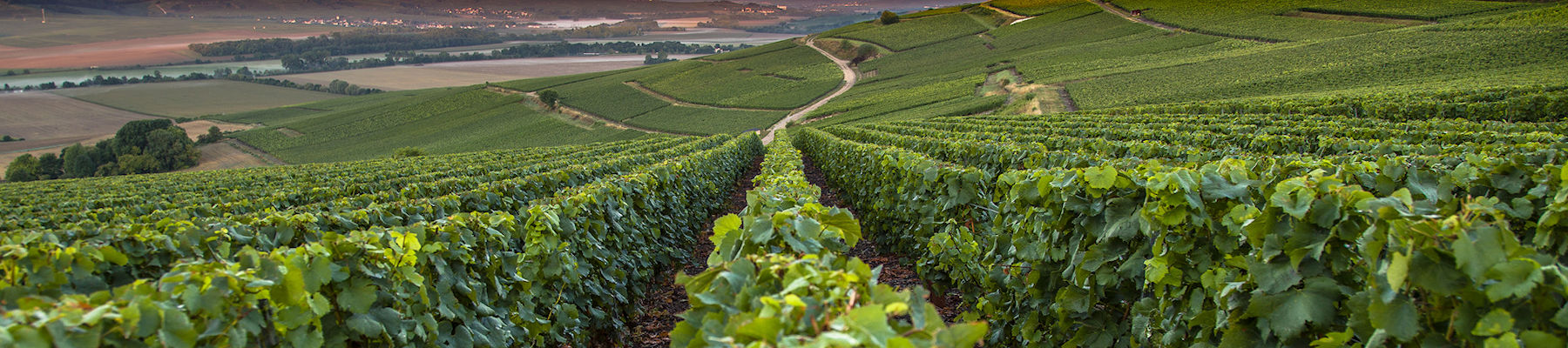 champagne guided tour